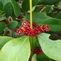 Distylium racemosum fleur